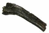 Ornithopod (Valdosaurus) Partial Rib Bone - Isle of Wight #92580-3